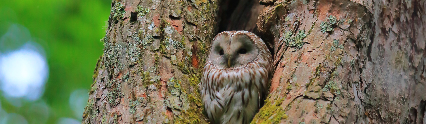 Ural Owl