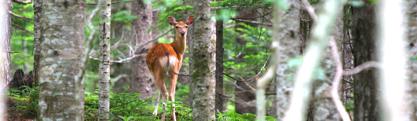 Yezo Sika Deer