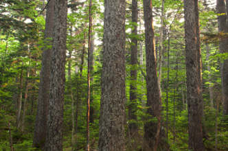 Sakhalin Spruce　