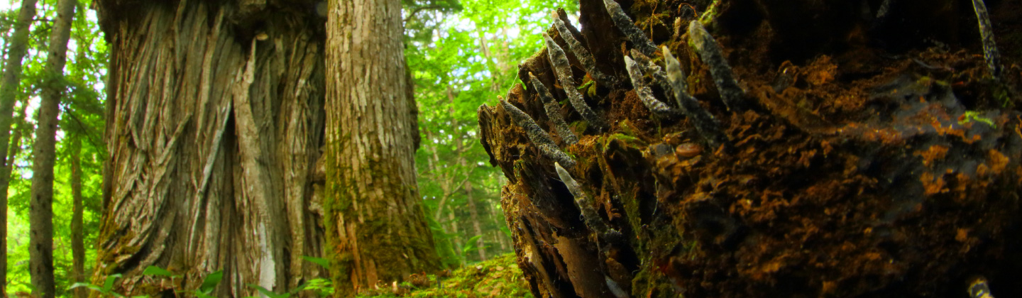 Forest Plants of Akan