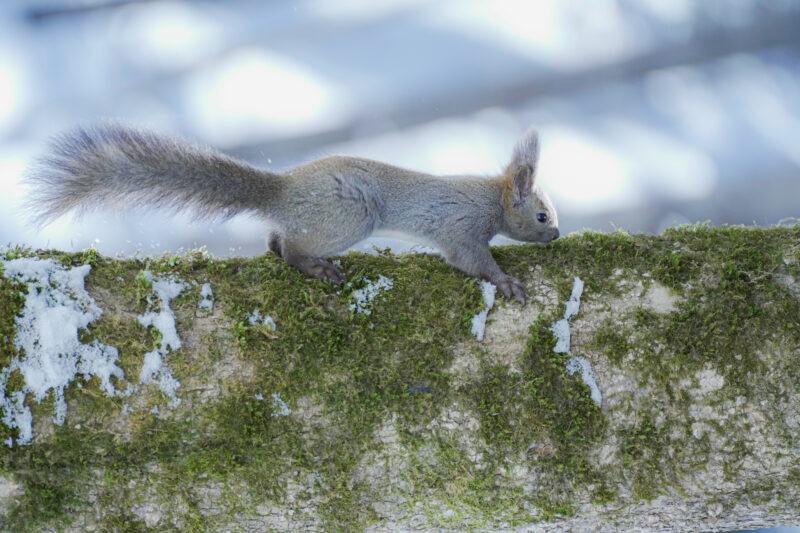 ボッケ(泥火山)の森 スノーウォーク