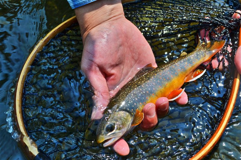 Fishing in Eastern Hokkaido (All-day)